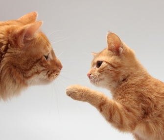 橘猫都是公猫吗？